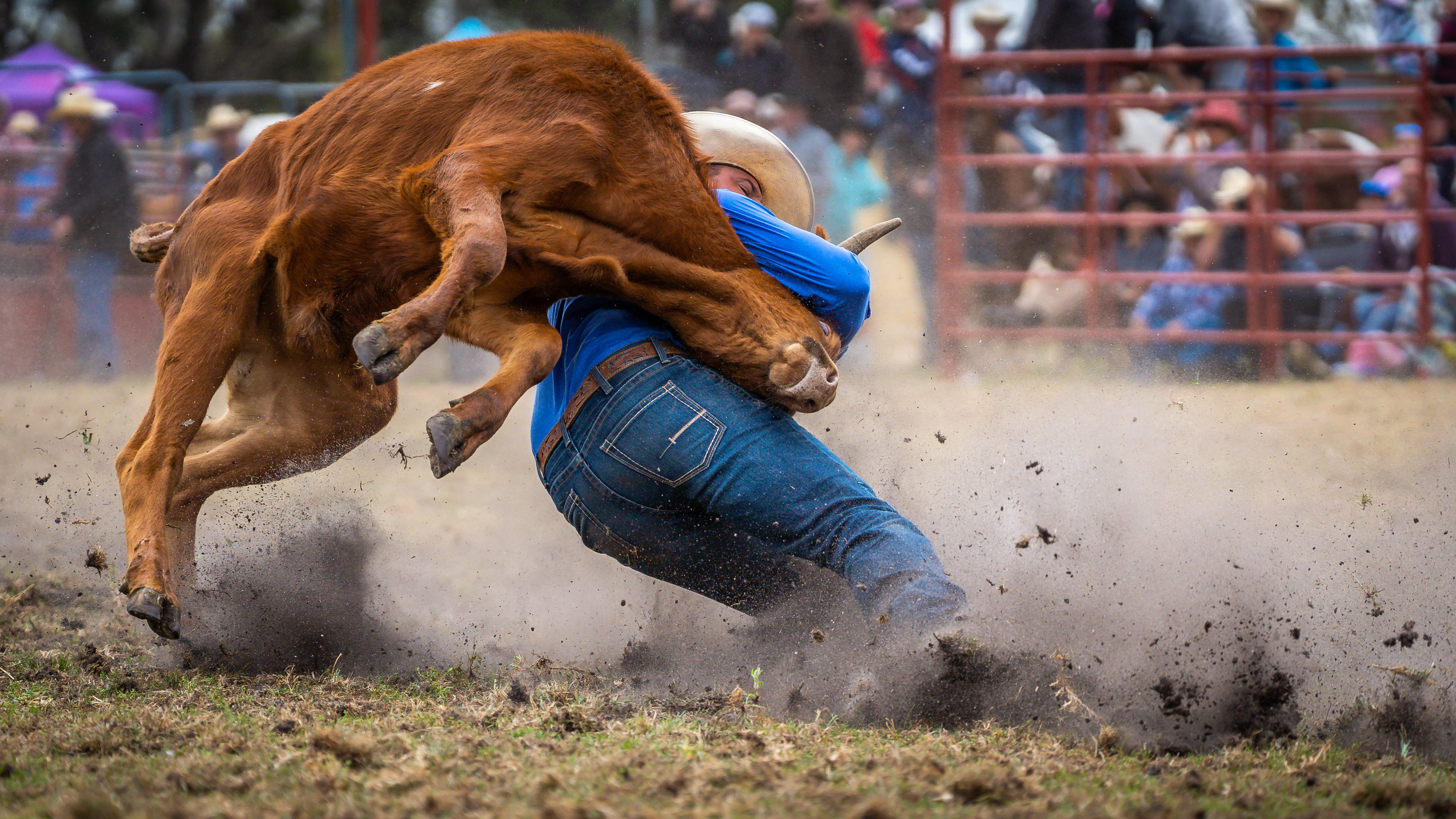 cowboy wrestling a cow